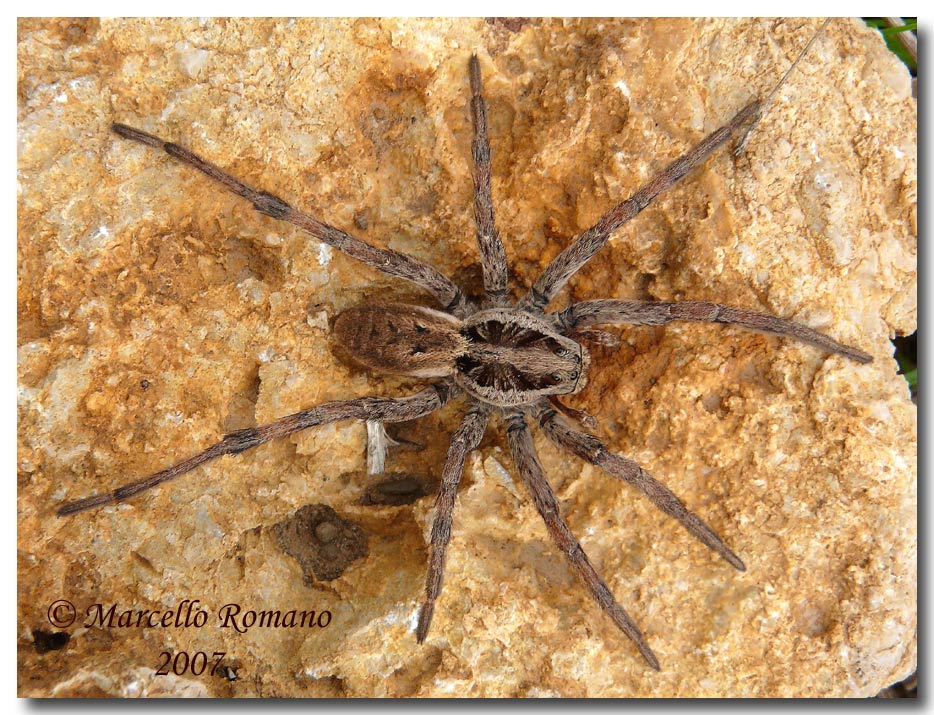 Hogna radiata dalle Madonie